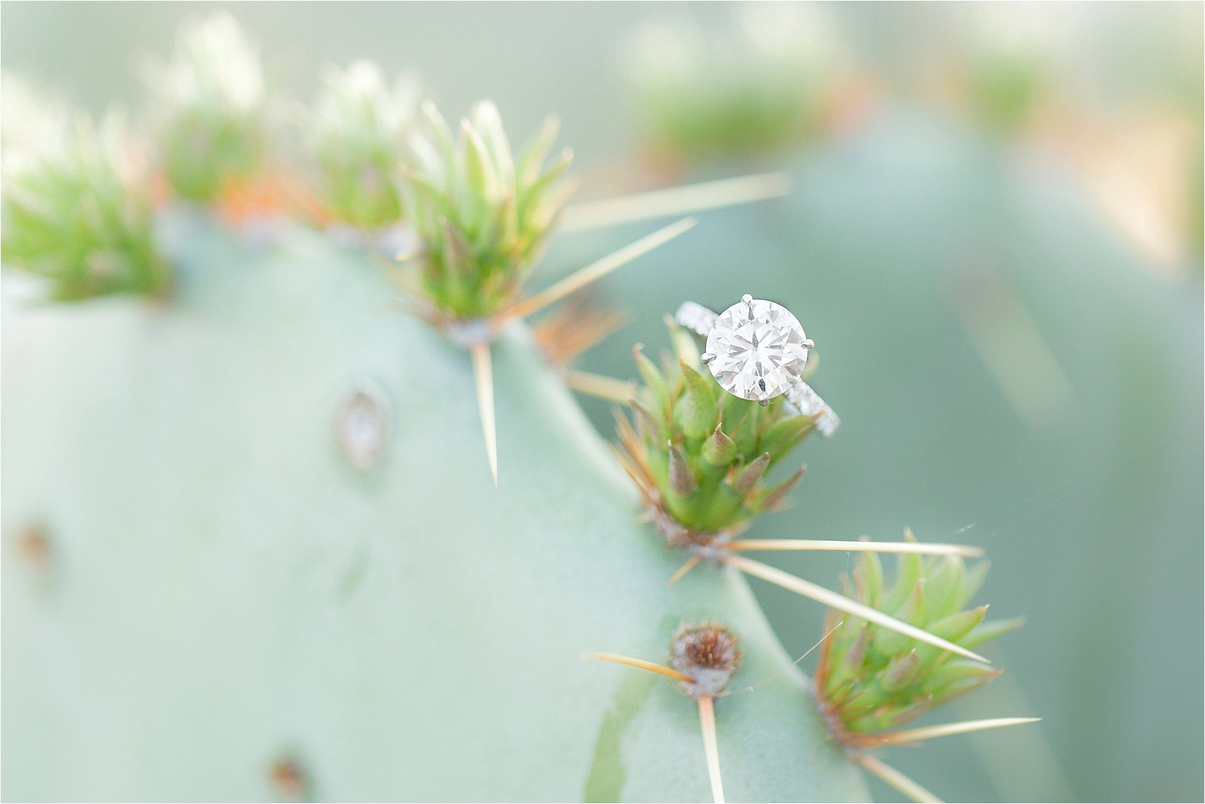 Round cut diamond engagement ring shot on desert cactus