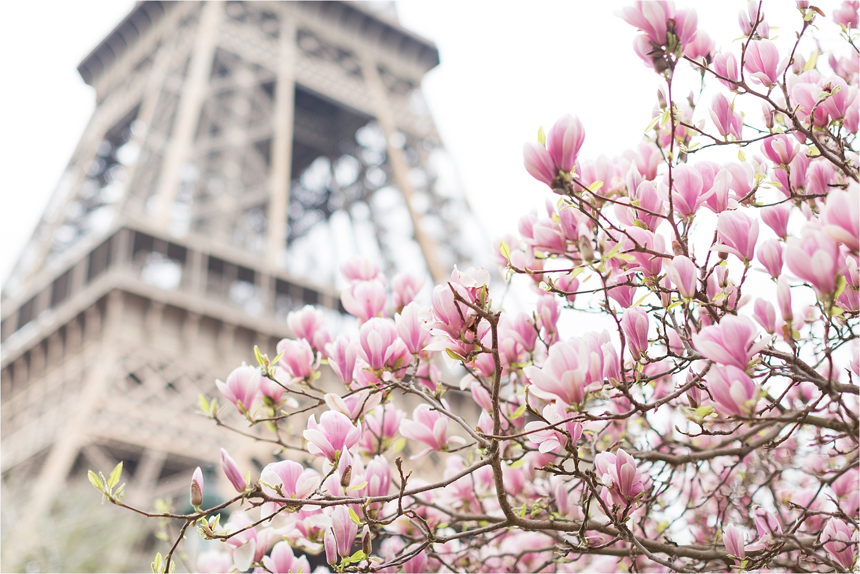 Eiffel with Cherry Blossom Magnolia Trees in Paris