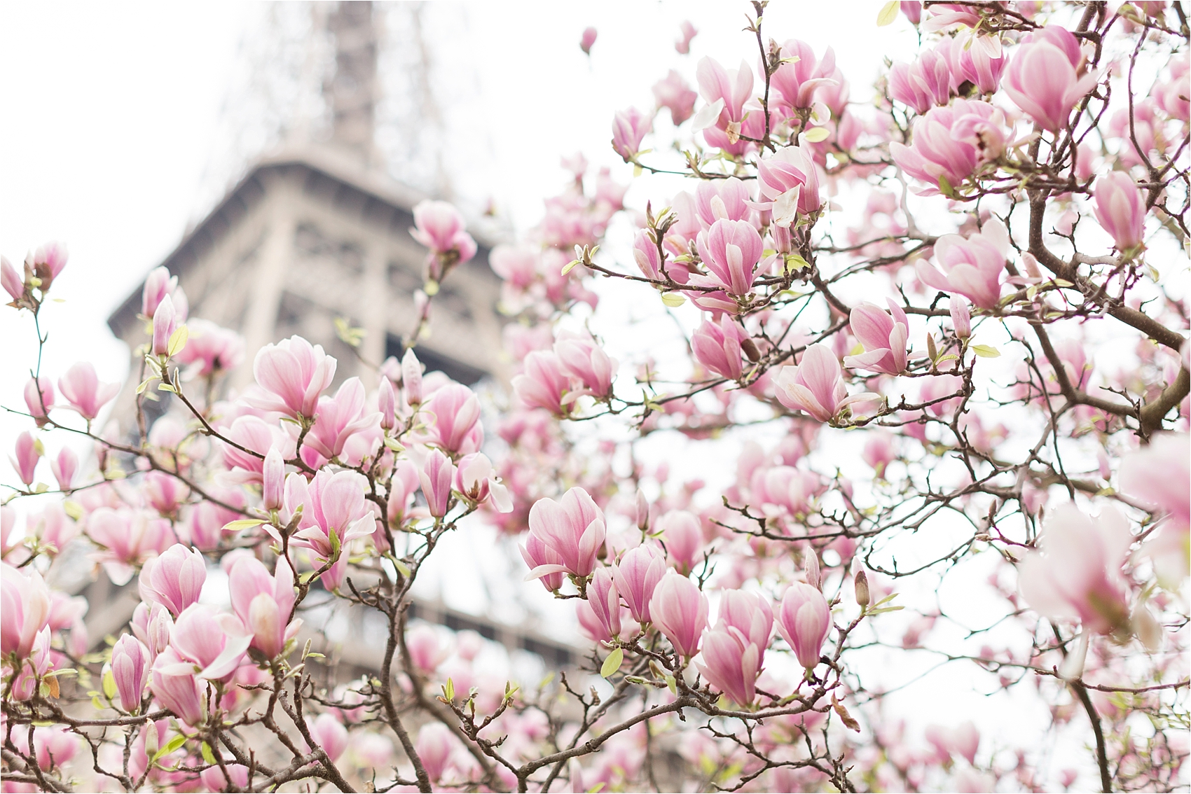 Eiffel with Cherry Blossom Magnolia Trees in Paris